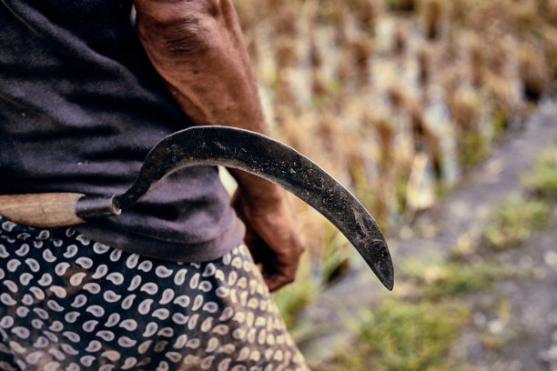 老镰刀和人的手，在稻田里。收获,尊重传统。图片下载