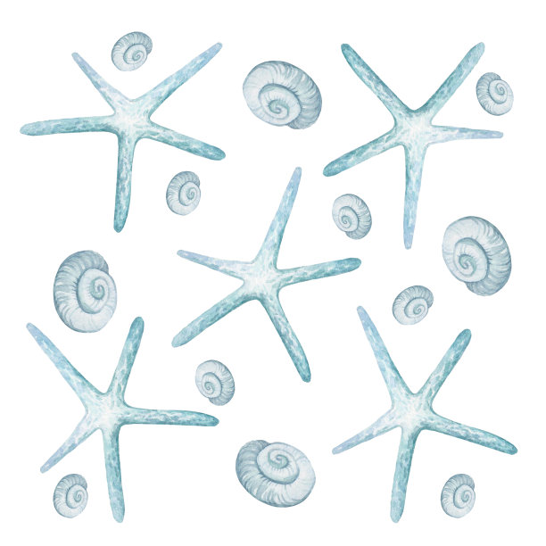 一组海星和贝壳图片下载