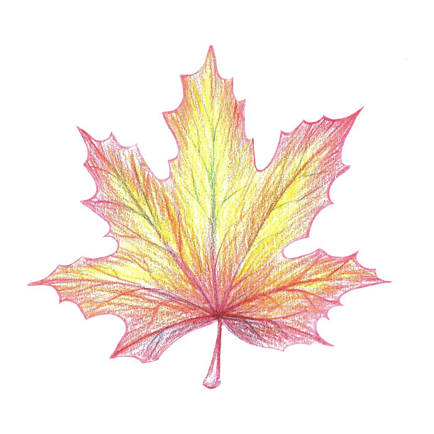 秋天的枫叶红黄橙黄。孤立在白色背景上。彩色铅笔插图。手画。图片下载
