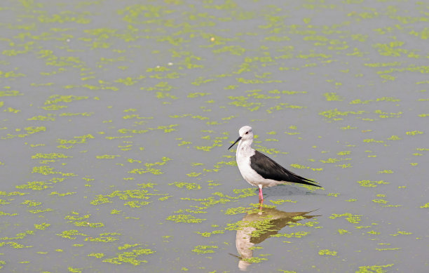 近距离的黑翼高跷站在沼泽图片下载
