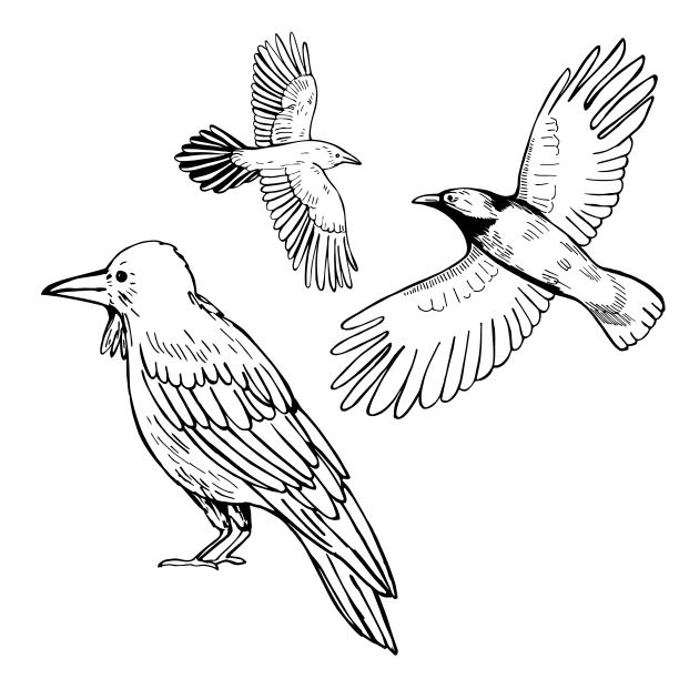 手绘乌鸦。矢量插图。图片下载