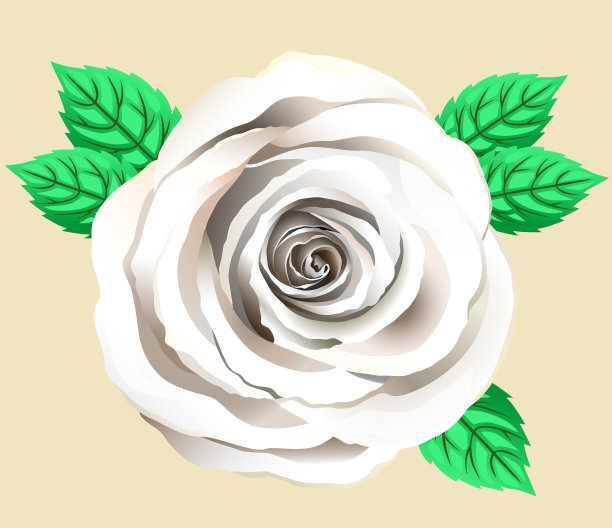 单支白色玫瑰花矢量图：含花瓣和叶子的玫瑰剪贴画，手绘奶油玫瑰贺卡素材图片