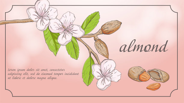 植物横幅2自然植物杏仁枝水果坚果花装饰设计背景孤立与文字和标题空间图片下载