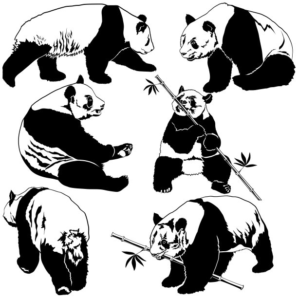 一组向量熊猫熊图片下载