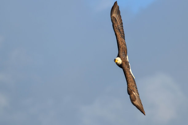 白头海雕图片下载