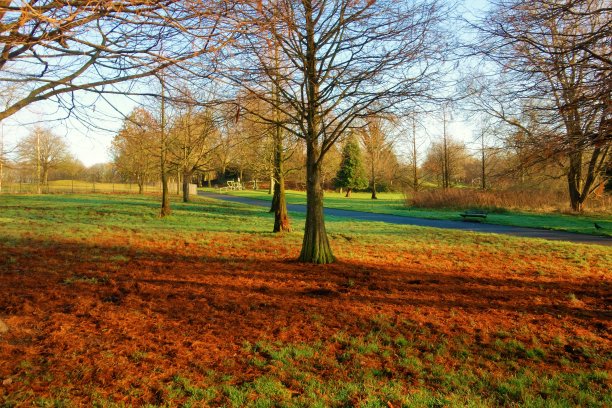 冬天的阳光。图片下载