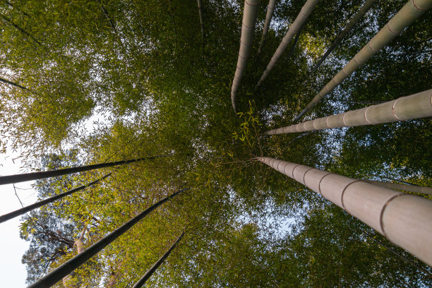 美丽的竹林图片下载