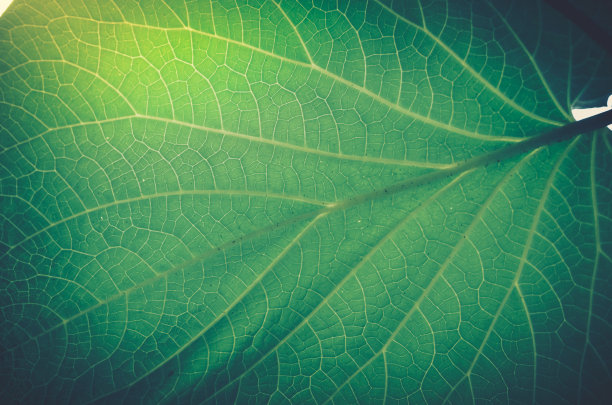 绿叶背景;自然背景图片下载