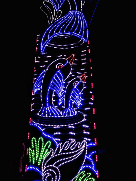 用灯光创造出鱼和花的美丽效果。图片下载