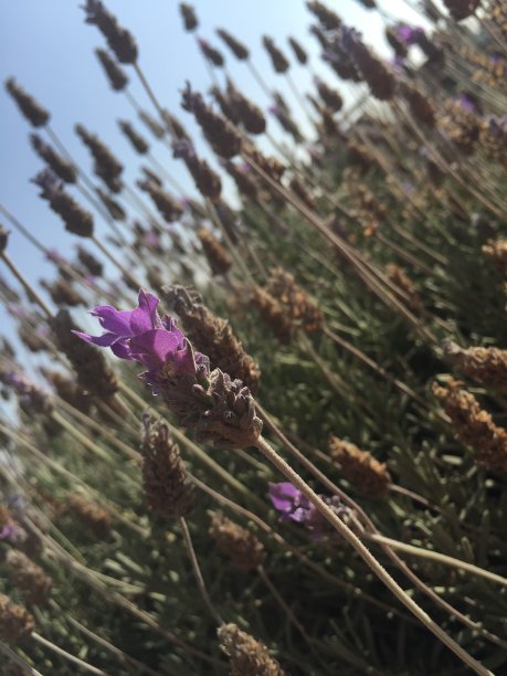 紫色之美图片下载