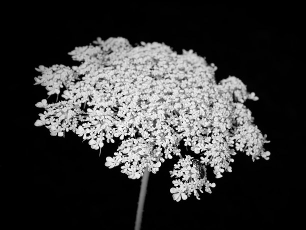 蜜蜂在安妮女王的蕾丝图片下载