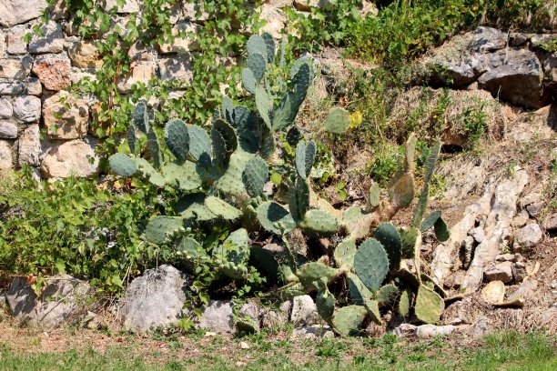 房子后院的石墙上长满了长而尖的针叶，周围长满了草和其他植物图片下载
