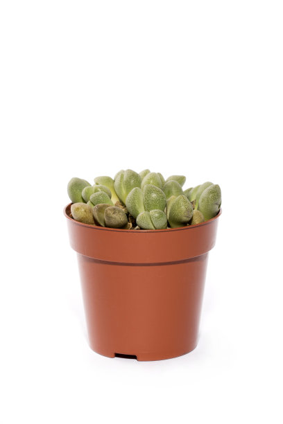 绿色多汁的Playospylos在锅孤立在白色背景图片下载