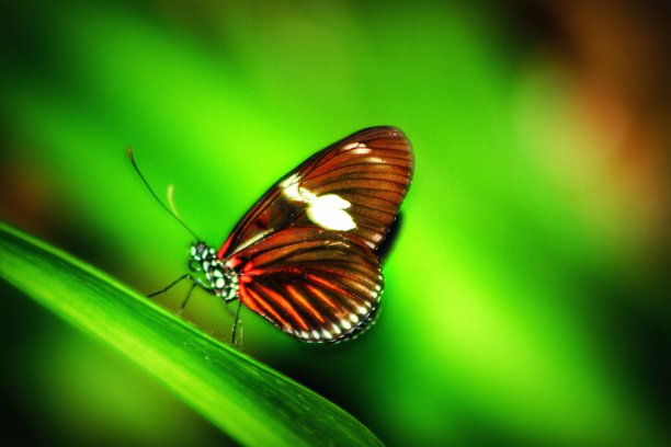 蝴蝶停在一片叶子上图片下载