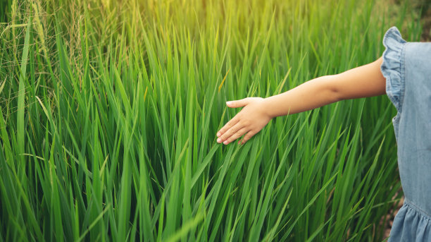 小女孩在他的稻田里抚摸和检查稻穗。图片下载