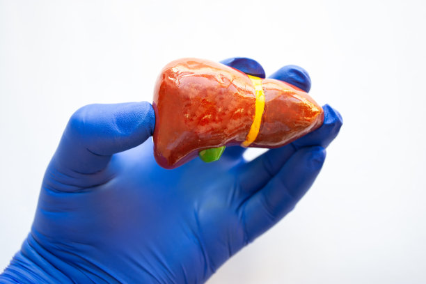 医生、健康医疗专业人士或科学家戴着蓝色手套，手中拿着逼真的人体肝脏模型。研究解剖学、肝脏和消化系统疾病的概念照片图片下载