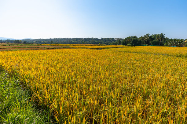 稻田里的黄色糯米图片下载