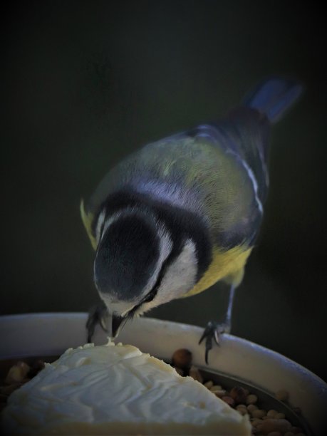 蓝鸟在我的窗户上啄食种子图片下载