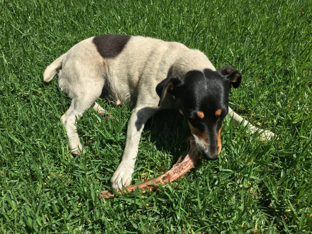 可爱的狗在草地上啃骨头图片下载