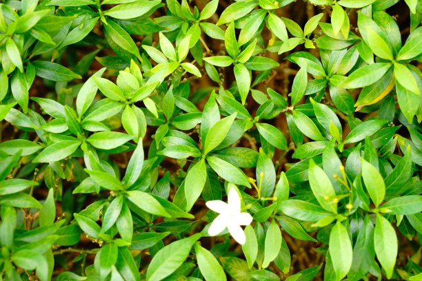 花园里的绿榕树叶子图片下载