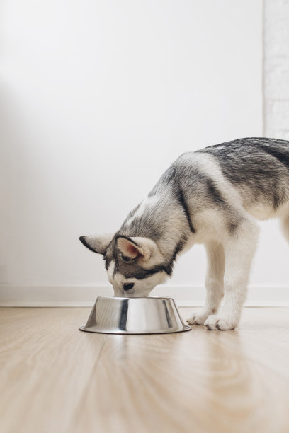 小狗从碗里吃东西图片下载