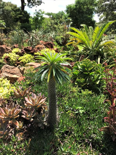 奇异的仙人掌，芦荟和龙舌兰灌木细节图片下载