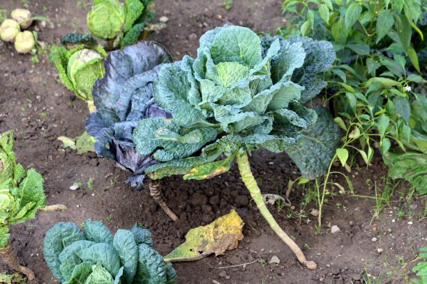 羽衣甘蓝或卷心菜是一种耐寒的冷季绿色蔬菜，有深绿色可食用的大叶子，生长在自家花园里图片下载