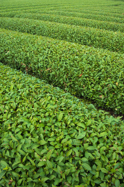 美丽的日本绿茶种植园图片下载
