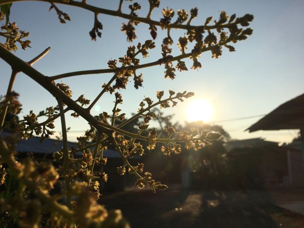 芒果树的花和太阳图片下载