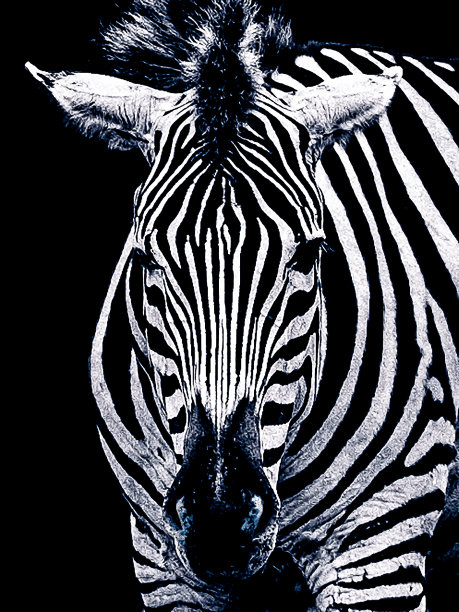 黑白斑马的特写图片下载