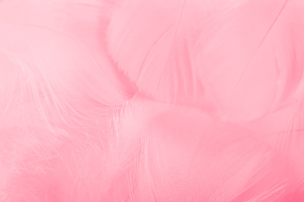 美丽抽象多彩的白色和粉红色羽毛在白色的背景和柔软的白色红色羽毛纹理在粉红色的图案，粉红色的背景图片下载