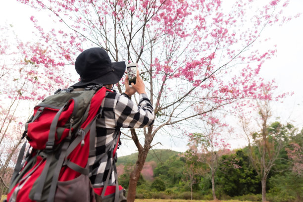 女孩手拿智能手机在春天的樱花照片。用手机捕捉樱花树的图像图片下载