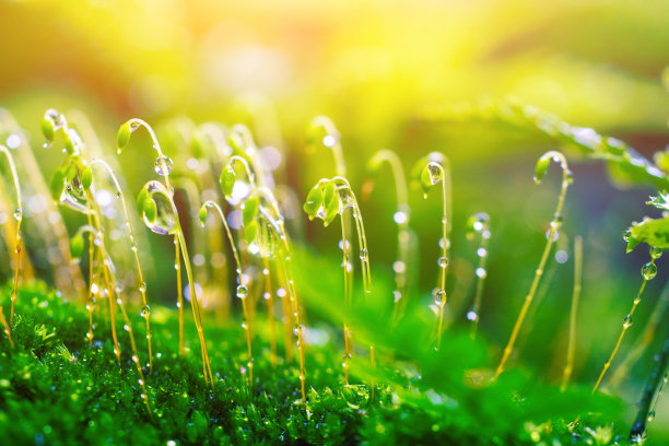 特写苔藓图片下载