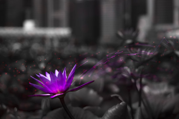 科学花城线与球图片下载