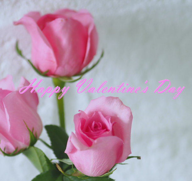 情人节快乐粉红玫瑰花的背景图片下载