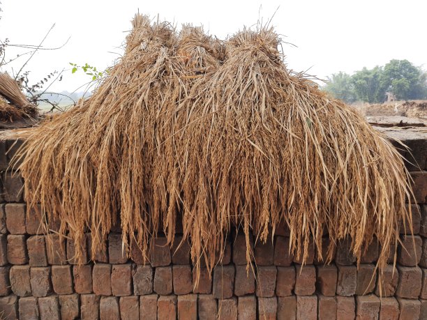 水稻收获之后。图片下载