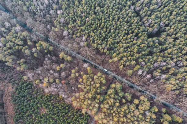 波兰西南部森林中汽车的道路鸟瞰图图片下载