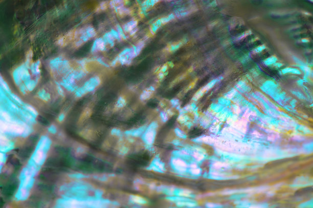 鲍鱼壳的特写镜头图片下载