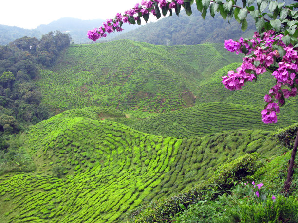 马来西亚的茶园图片下载