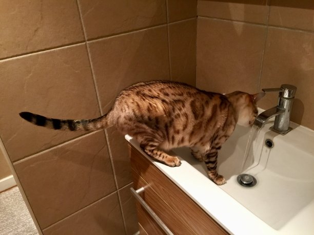 猫喝水图片下载