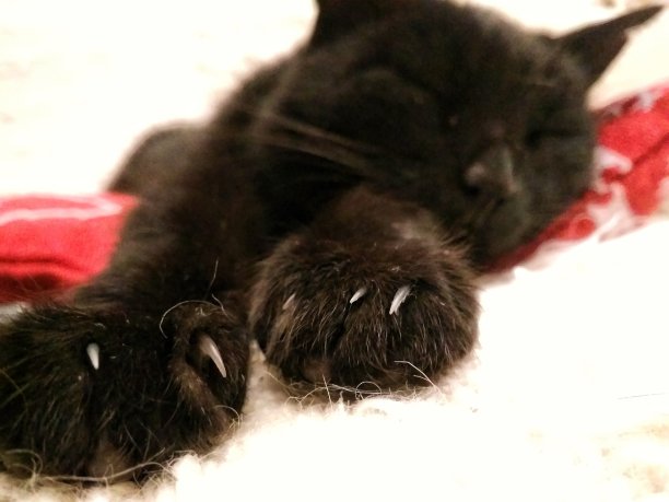 睡觉的猫图片下载