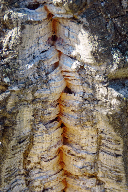 树皮树皮的软木橡树近，木材纹理图片下载