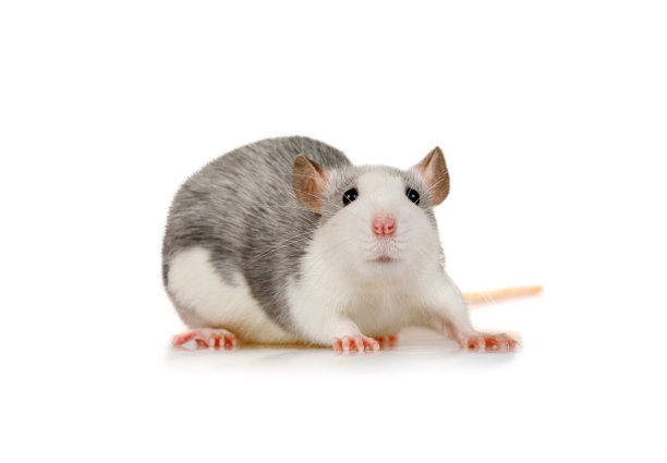 可爱的小灰鼠看着镜头图片下载