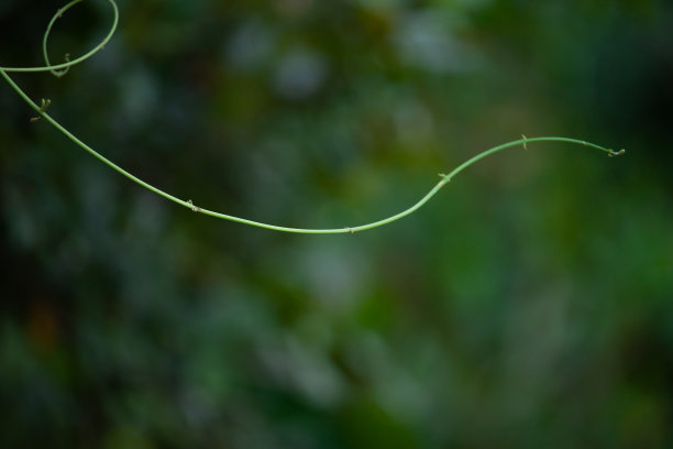 卷曲的小枝映衬着模糊的森林背景。图片下载