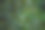 卷曲的小枝映衬着模糊的森林背景。图片下载