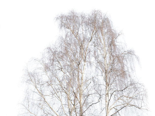 在冬天孤立在白色背景上的桦树图片下载