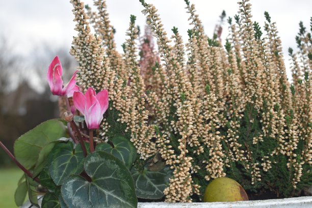 漂亮的花在花盆里，装饰在屋外图片下载