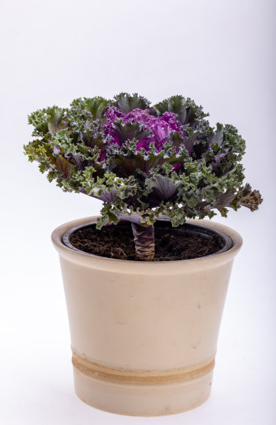 白色背景的装饰性紫羽衣甘蓝或卷心菜图片下载