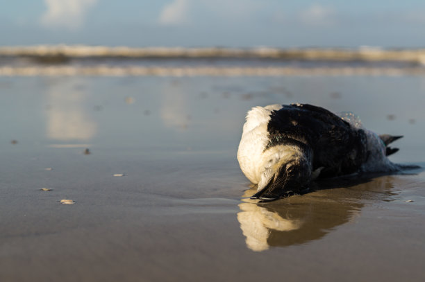 北海海滩上的一只死鸟图片下载