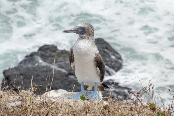 蓝足Booby，拉普拉塔岛，厄瓜多尔图片下载